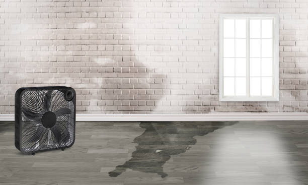 Best Flood damage cleanup  in Culloden, WV